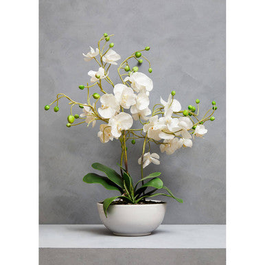 Fiori White Orchid in White Pot