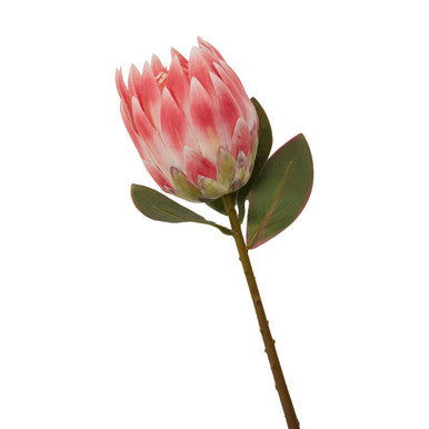 Fiori 62cm Protea Pink Stem