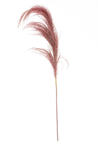Fiori Pink Stem Pampas Grass
