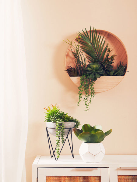 Fiori Mixed Succulents In Wood Wall Planter