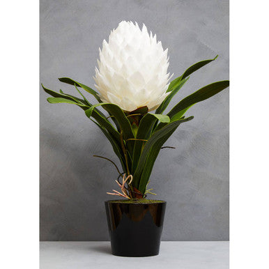Fiori White Tropical Plant in Black Pot