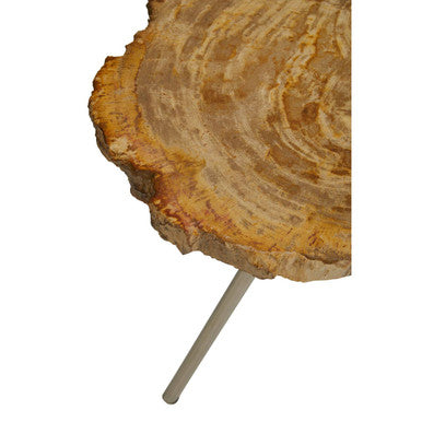 Relic Natural Petrified Wood Side Table with Live Edge