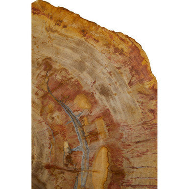 Relic Natural Petrified Wood Side Table with Live Edge
